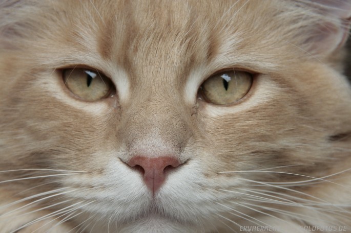 Maine Coon