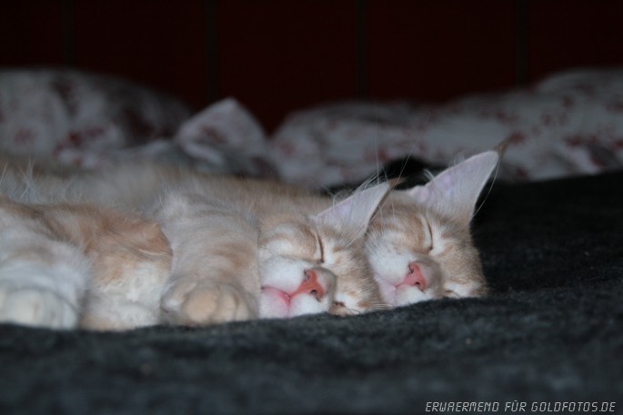 Maine Coon