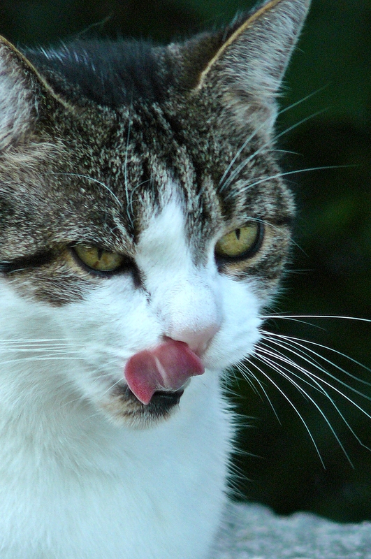 Katze namens Muki