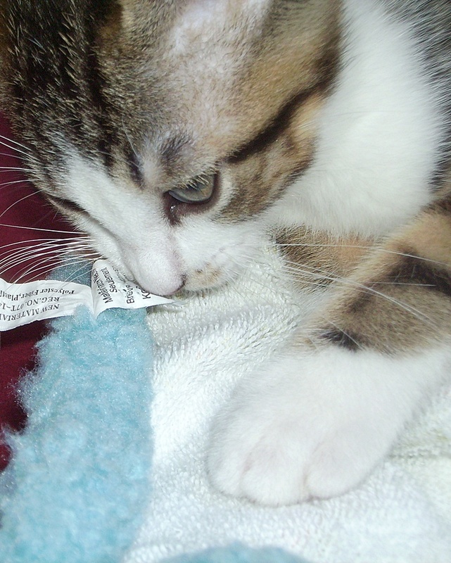 Felix 9 Wochen alt ...