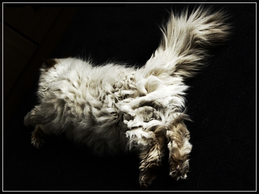 Nööö!! NICHT kämmen!!!