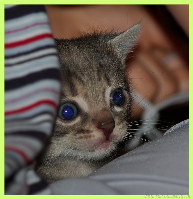 Augen