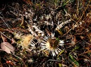 Silberdistel