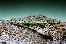 "Kroko-Träume"