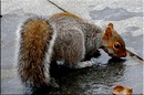 The Squirrel in..
