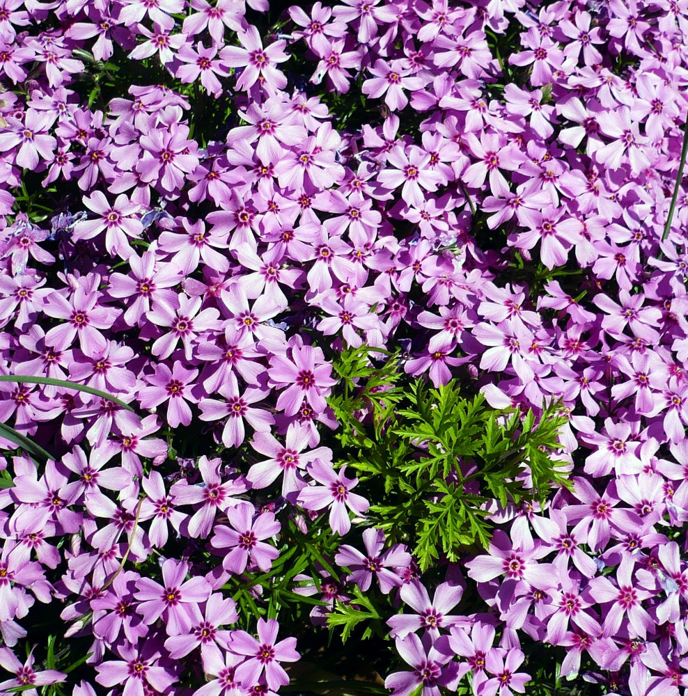 Festung Königstein - friedliche Bewohner 3.