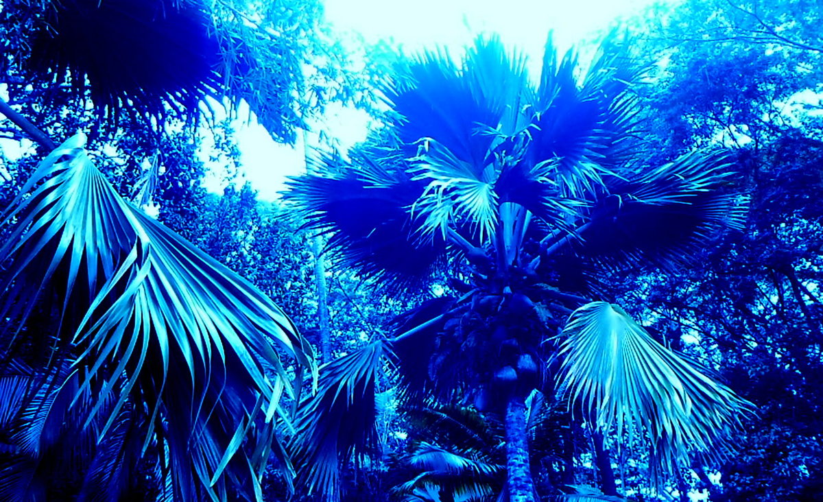 Kokospalmen unter natürlicher Sonneneinwirkung in Blau