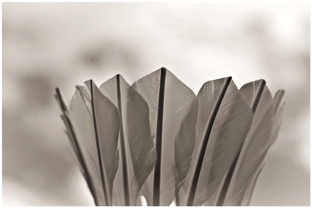 nur ein Federball II