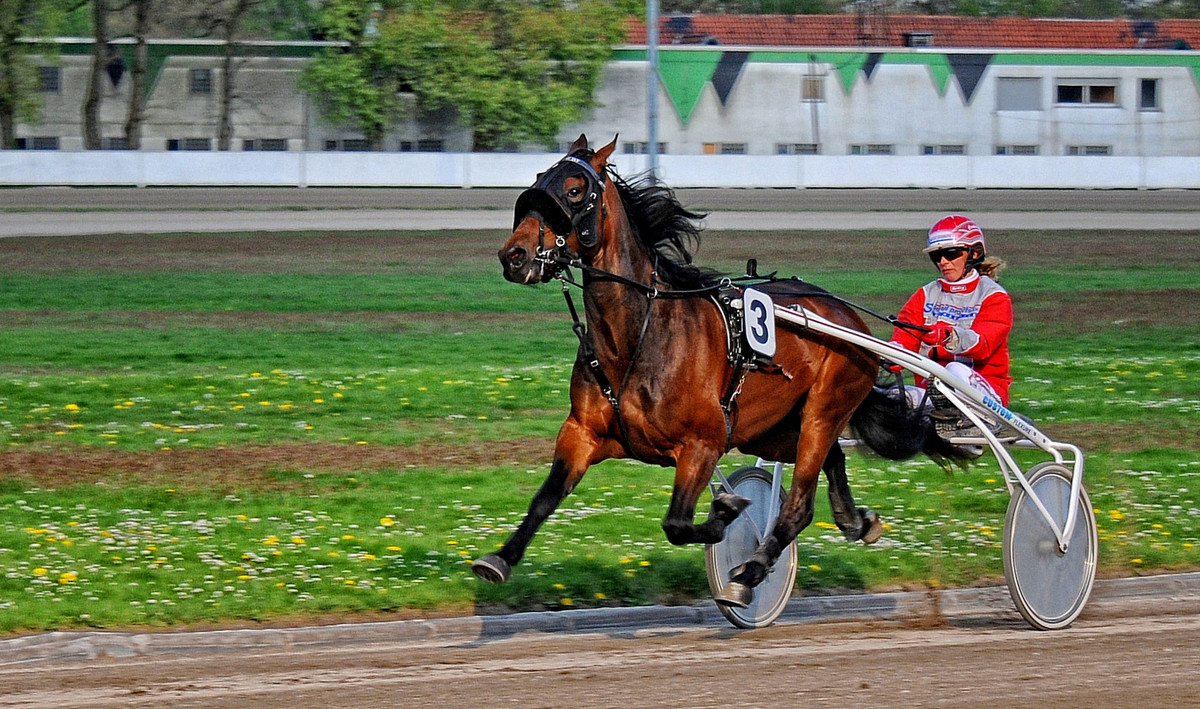 Trabrennbahn Gelsenkirchen - Startnummer 3
