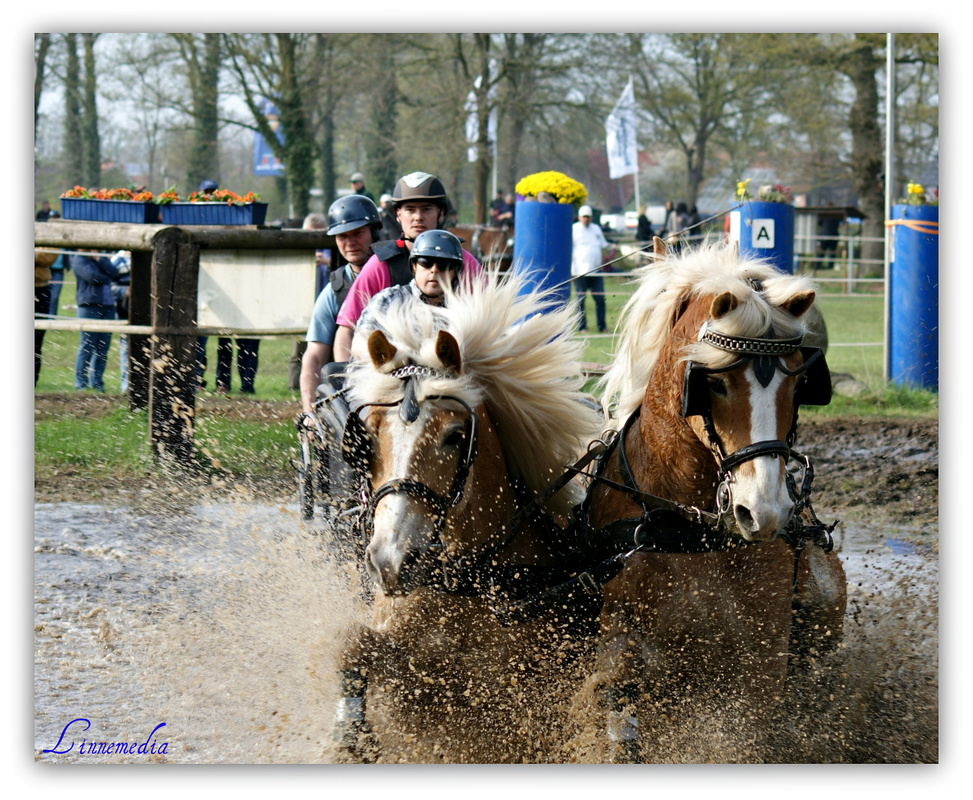 Haflinger