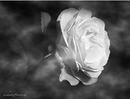 Fotos_Arrangiertes