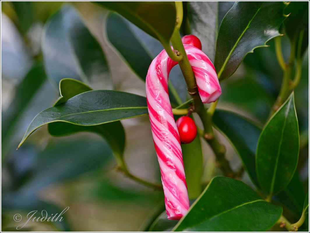 Zuckerstange