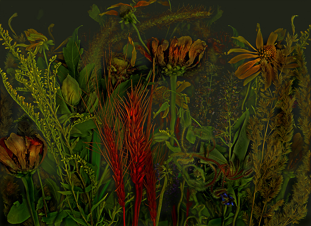 ein anderer Garten...