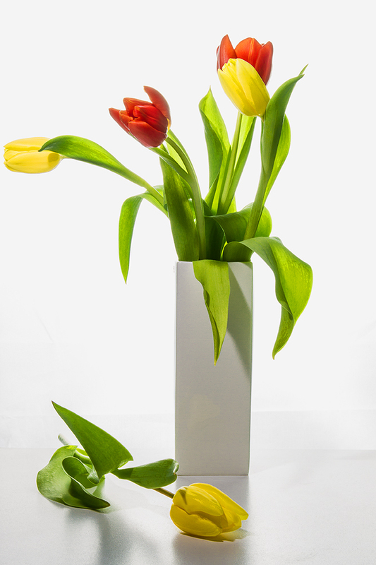 Tulpen