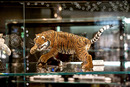 Bengal Tiger SDS Swarovski-Wattens-Tirol