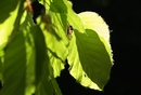 Licht und Schatten II