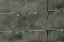 Tropfen am Zaun