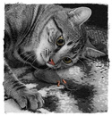 Fotos_Colourkey (CK)
