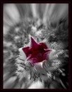 Fotos_Colourkey (CK)