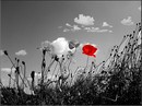 Der Rote Mohn