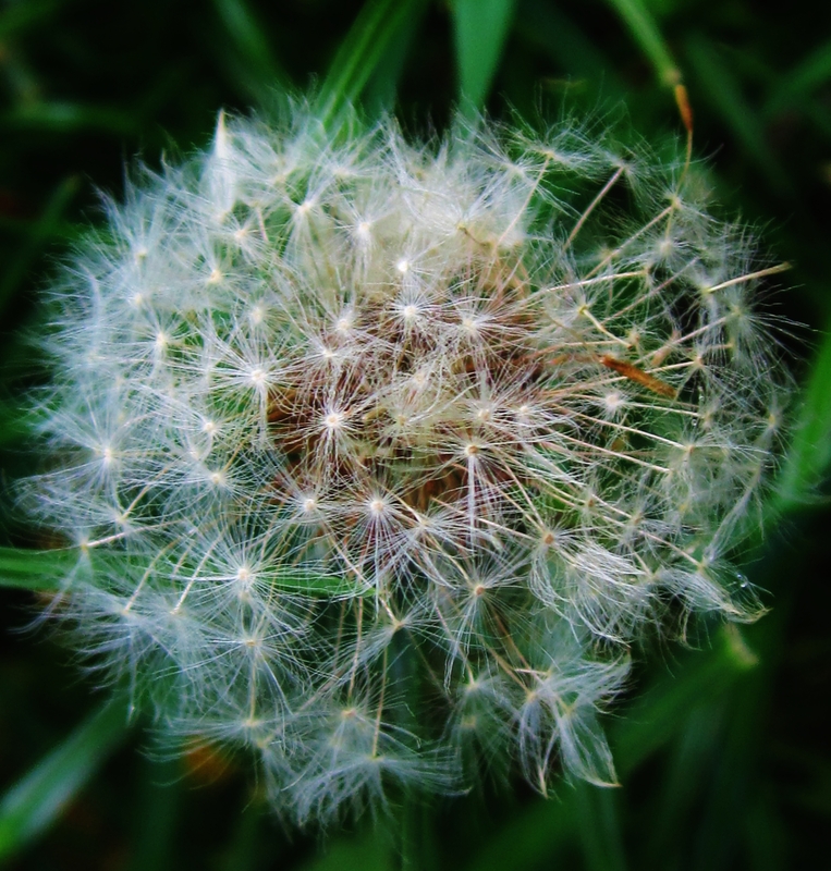 Pusteblume Teil 1