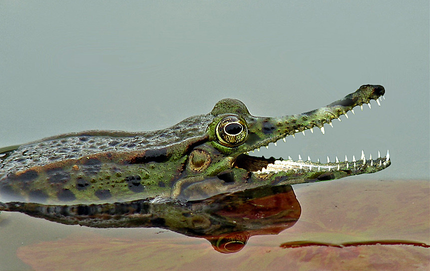 Froschkrokodiel