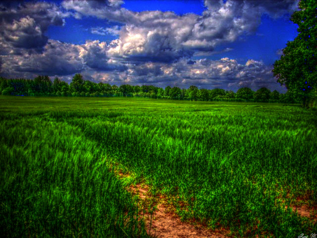 Feld