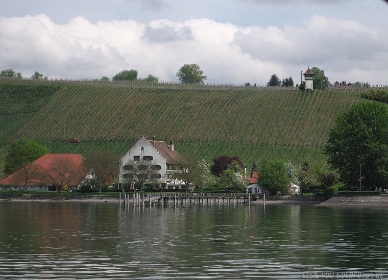 Weinberg am Bodensee