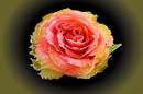 Im Namen der Rose