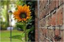 Die Sonnenblume neben der Hauswand
