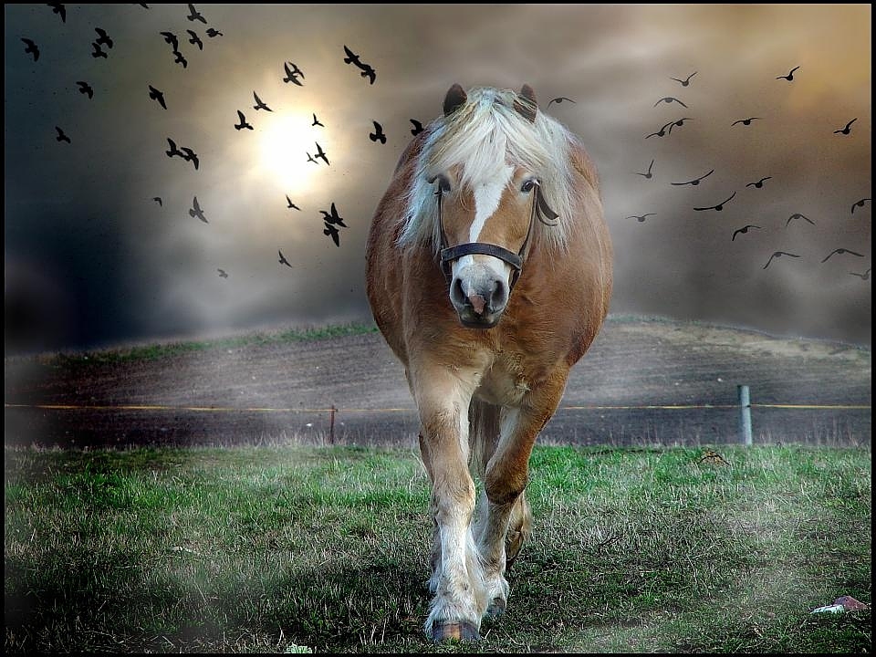 Mein    Nebelpferd