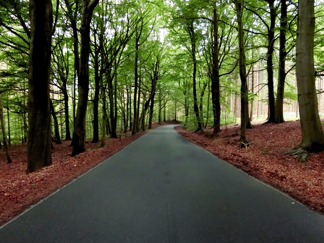 Mein   letztes     BILD  --  DAS    50    BILD