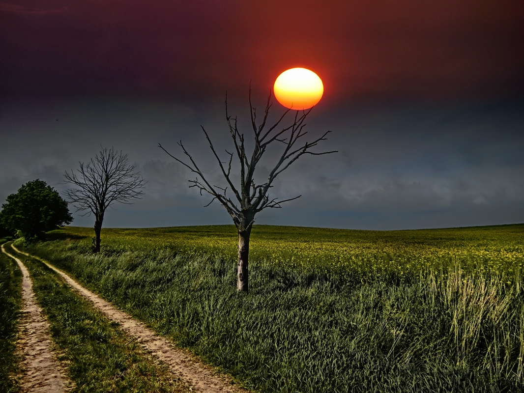 sonne   im  toten   baum