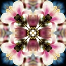 Blüten-Kaleidoskop - Magnolie