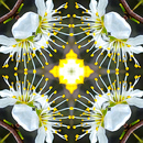 Blüten-Kaleidoskop - Kirschpflaume