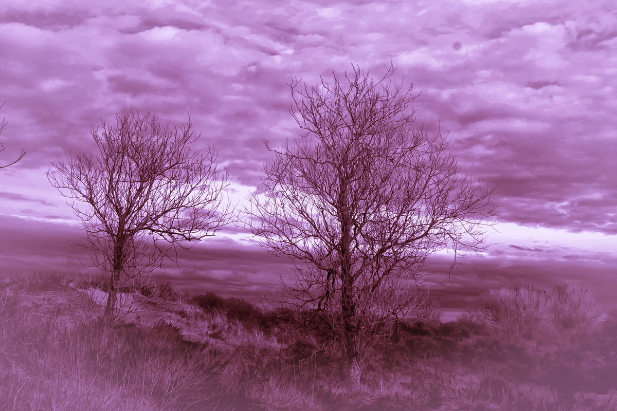 Landscape near Amsterdam