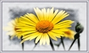Little Sunshine