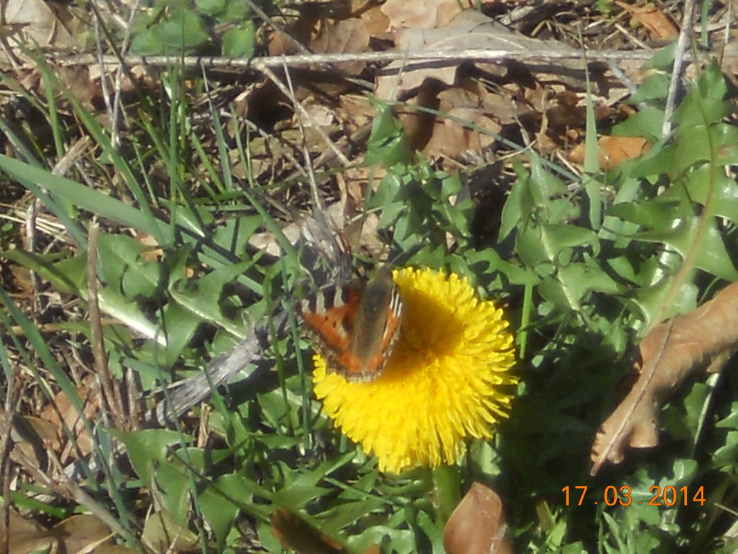 Ein Schmetterling auf einer blume