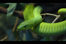 grüne mamba