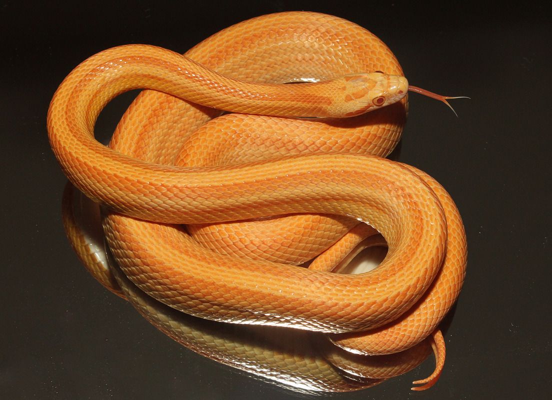 Kornnatter Auratum Striped