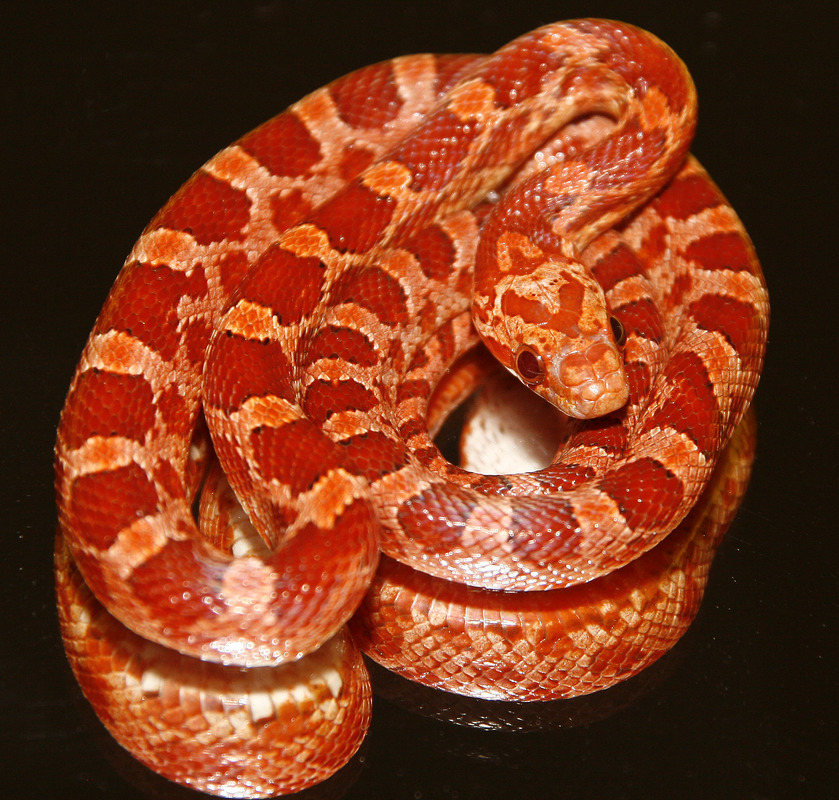 Kornnatter Bloodred