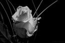 Die Rose