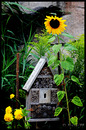 Sonnenblume