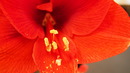 Amaryllis-Blüte III