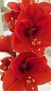 Amaryllis-Blüte V