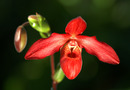 Paphiopedilum (Frauenschuh)