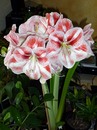 Amaryllis 2013