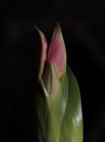 Amaryllis ...
