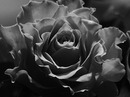 grey beauty