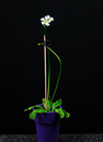 Venusfliegenfalle (Dionaea muscipula)